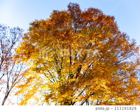 秋の公園のさわやかな景色　木立と紅葉、黄葉 111191828
