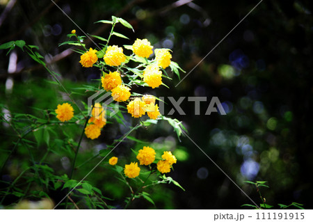 山吹の花 山吹の花 111191915