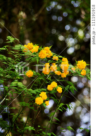 山吹の花 111191918