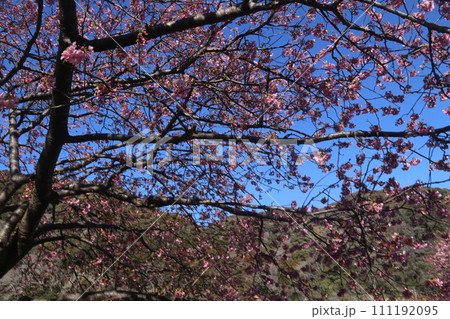 青空に映える満開の桜 111192095