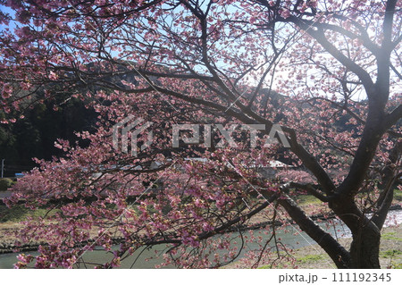 桜のある風景 111192345