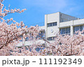 学校と桜 111192349