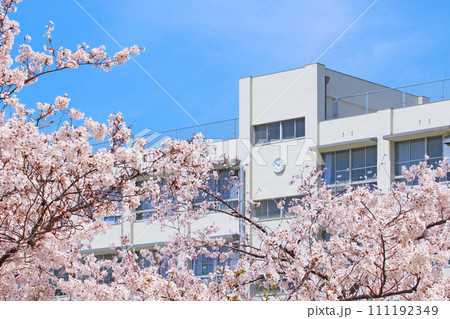 学校と桜 111192349