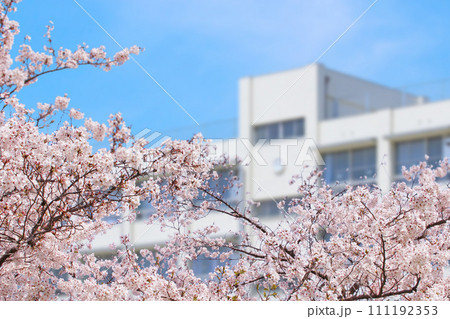 学校と桜 学校と桜 111192353