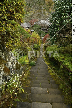 秋の秩父札所32番法性寺の鐘楼門から本堂への小菊咲く参道石段 111192531