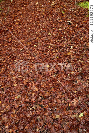 秋の秩父札所32番法性寺の境内の落ち葉 111192575