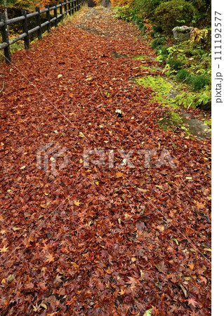 秋の秩父札所32番法性寺の境内の落ち葉 秋の秩父札所32番法性寺の境内の落ち葉 111192577