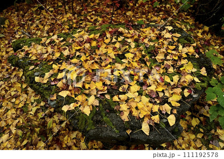 秋の秩父札所32番法性寺境内のイチョウの落ち葉 111192578