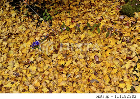 秋の秩父札所32番法性寺境内のイチョウの落ち葉リンドウの花 111192582