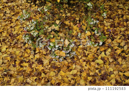 秋の秩父札所32番法性寺境内のイチョウの落ち葉に小菊の花 111192583