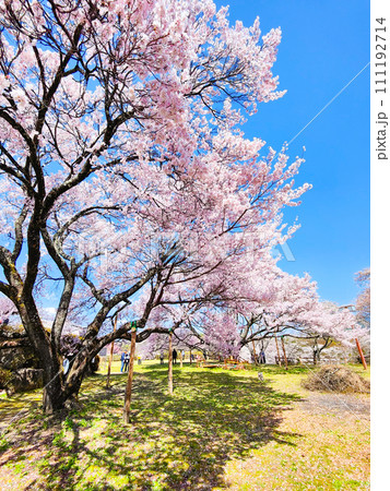 大草城址公園（春） 111192714