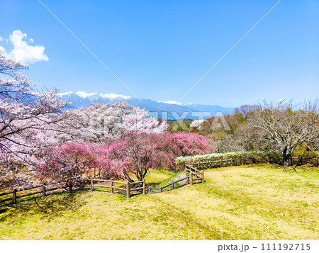 大草城址公園(春) 大草城址公園(春) 111192715