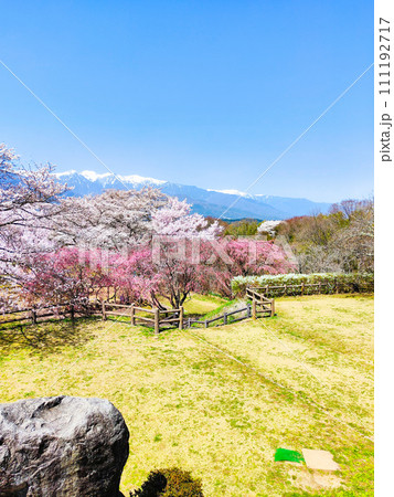 大草城址公園(春) 大草城址公園(春) 111192717
