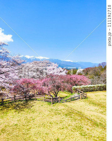 大草城址公園(春) 大草城址公園(春) 111192718