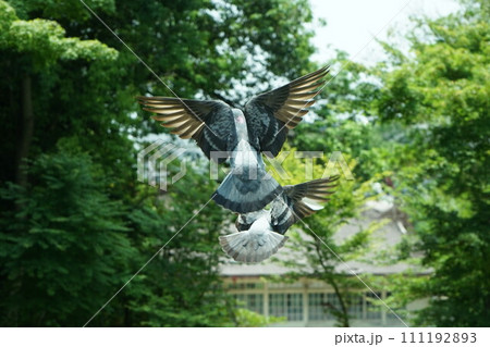 翼を広げ飛び立つ鳩 翼を広げ飛び立つ鳩 111192893