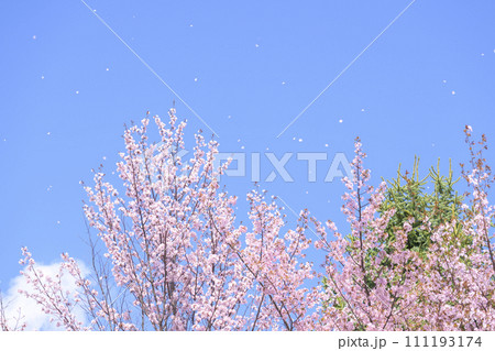 青空と桜ふぶき(動画との同時撮影) 青空と桜ふぶき(動画との同時撮影) 111193174