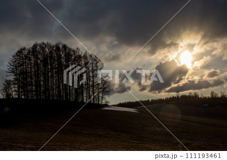 春の夕暮れの丘のカラマツ林 美瑛町 春の夕暮れの丘のカラマツ林 美瑛町 111193461