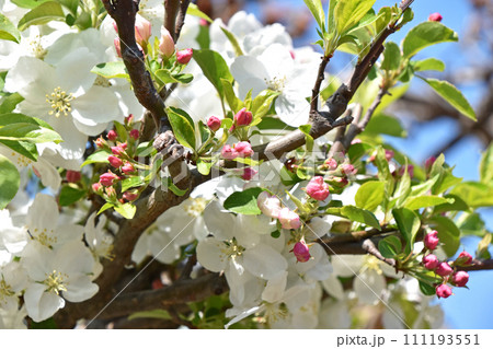 可愛らしい白い姫りんごの花と薄ピンクの蕾 可愛らしい白い姫りんごの花と薄ピンクの蕾 111193551