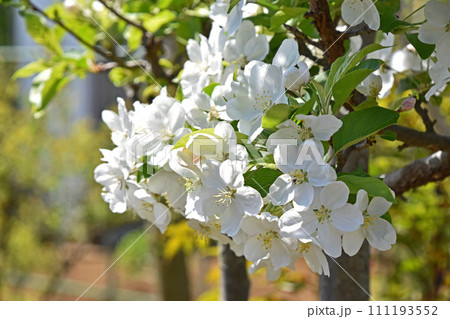 姫りんごの白い花 111193552