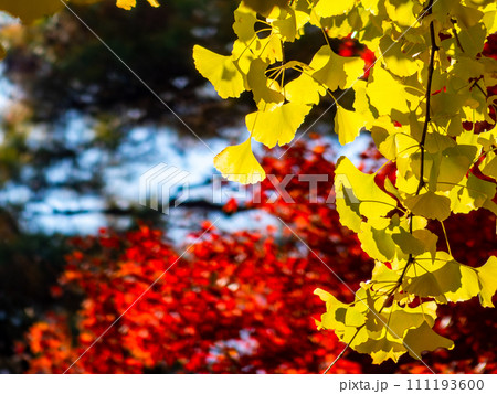鮮やかな黄色に色づいたイチョウ　紅葉を背景に 111193600
