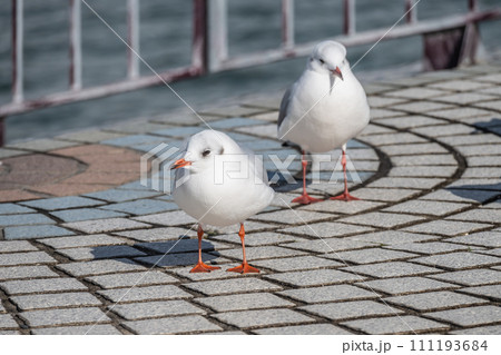 ユリカモメ　琵琶湖大津港 111193684