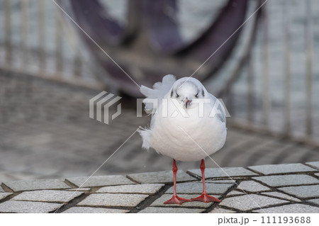 ユリカモメ 琵琶湖大津港 ユリカモメ 琵琶湖大津港 111193688