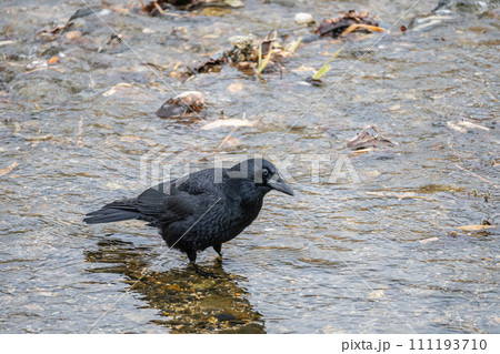 川の中のハシボソガラス 111193710