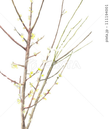 水彩で描いた白梅 の枝付き の手描きイラスト 白バック 透過背景 コピースペースあり 111194001