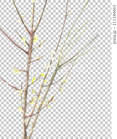 水彩で描いた白梅 の枝付き の手描きイラスト 白バック 透過背景 コピースペースあり 111194001