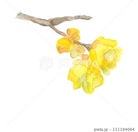 手描き水彩で描いたロウバイの花のイラスト 白バック 透過背景 手描き水彩で描いたロウバイの花のイラスト 白バック 透過背景 111194004