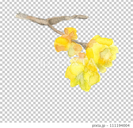 手描き水彩で描いたロウバイの花のイラスト 白バック 透過背景 手描き水彩で描いたロウバイの花のイラスト 白バック 透過背景 111194004