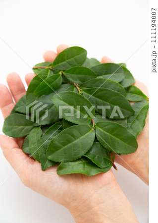 たくさんの緑茶葉を乗せた手 111194007