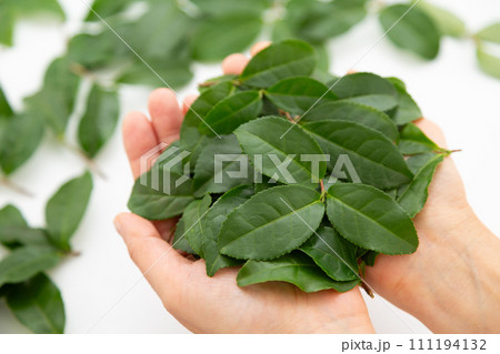 たくさんの緑茶葉を乗せた手 たくさんの緑茶葉を乗せた手 111194132