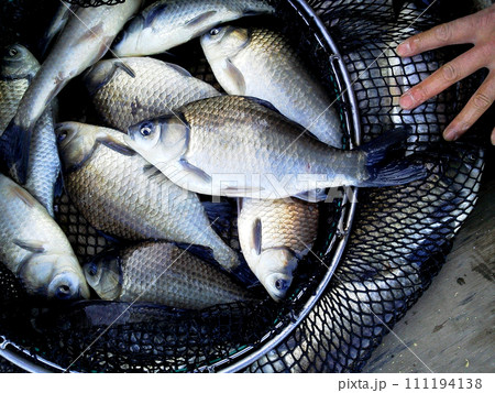 河川敷の野池を利用したヘラブナ釣り場の釣果 111194138
