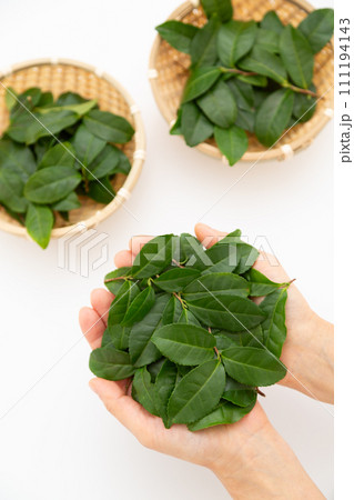 たくさんの緑茶葉を乗せた手 111194143