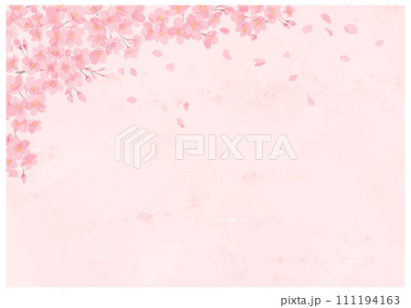桜の花と舞う花びら　ピンクバック 111194163