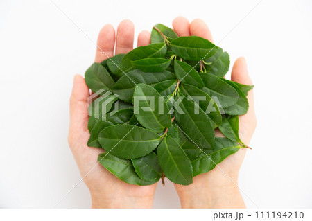 たくさんの緑茶葉を乗せた手 111194210