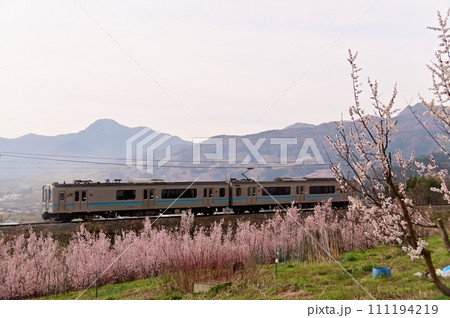 満開の啓翁桜の花木園脇を走行するJR篠ノ井線の電車 111194219