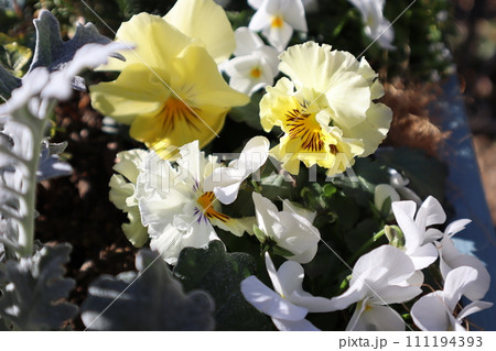 黄色いフリルパンジーと白いビオラ 111194393