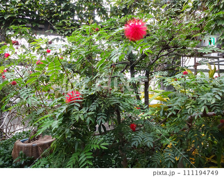 咲くやこの花館のカリアンドラ・ハエマトケファラの花 111194749