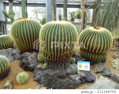 咲くやこの花館のサボテン　キンシャチ 111194750