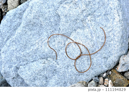 渓流で川虫を捕っていたら、川虫捕りの網にハリガネムシが入ってきた 渓流で川虫を捕っていたら、川虫捕りの網にハリガネムシが入ってきた 111194829