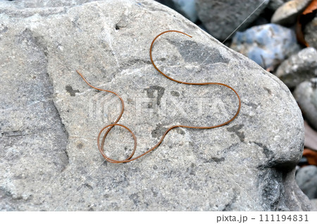 渓流で川虫を捕っていたら、川虫捕りの網にハリガネムシが入ってきた 111194831