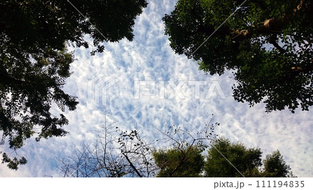 森で見上げたうろこ雲 111194835