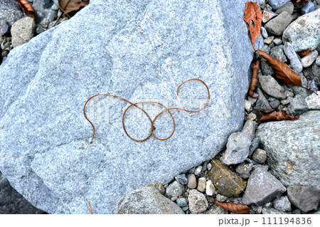 渓流で川虫を捕っていたら、川虫捕りの網にハリガネムシが入ってきた 111194836