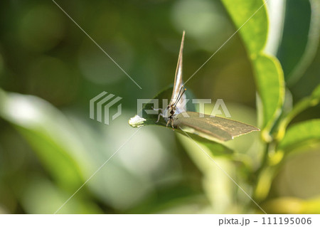 ウラギンシジミ 111195006