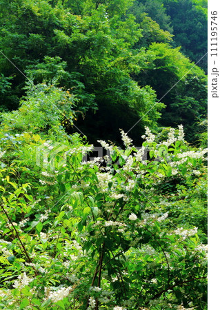 渓谷の花々 7月の横谷渓谷 信州の自然 渓谷の花々 7月の横谷渓谷 信州の自然 111195746