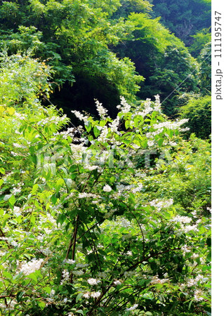 渓谷の花々　　　7月の横谷渓谷　　　信州の自然 111195747