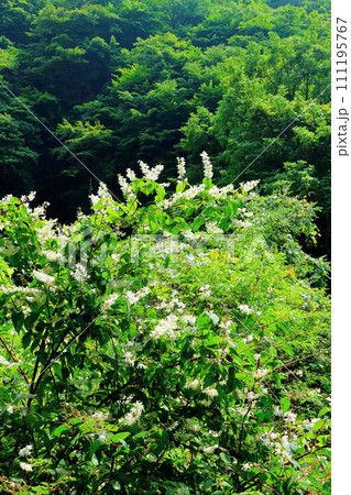 渓谷の花々　　　7月の横谷渓谷　　　信州の自然 111195767