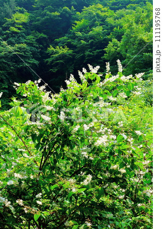 渓谷の花々 7月の横谷渓谷 信州の自然 渓谷の花々 7月の横谷渓谷 信州の自然 111195768